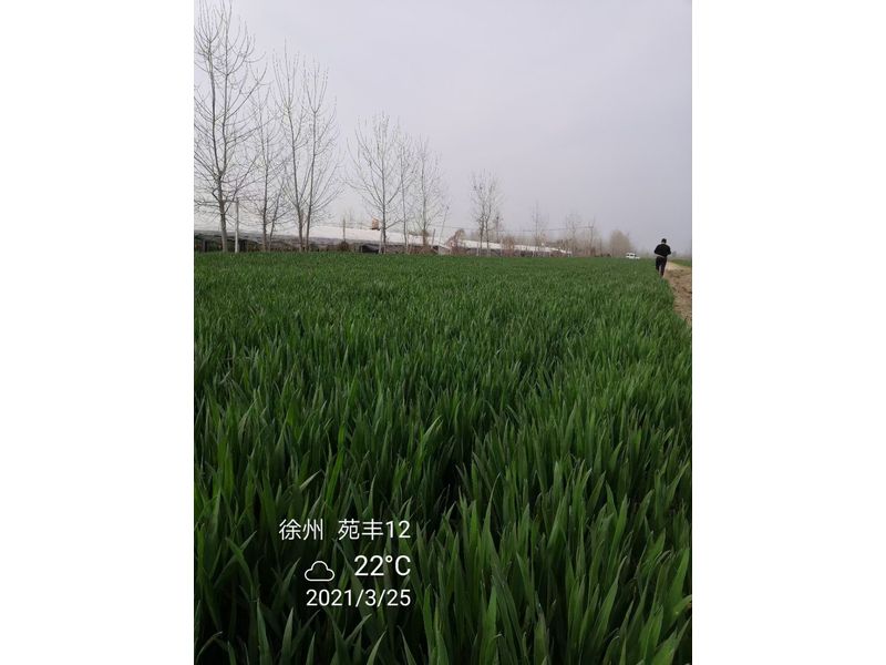 苑豐12，徐州試驗(yàn)大田