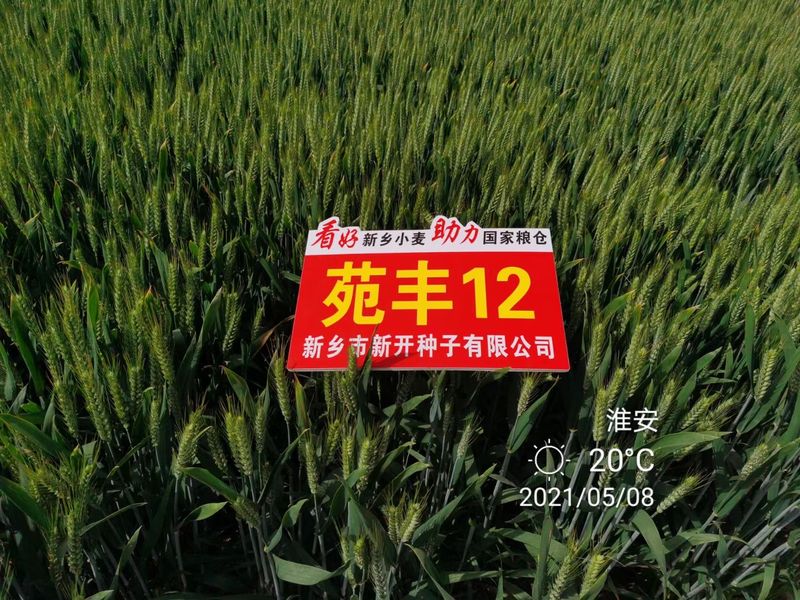 苑豐12，淮安市大田表現(xiàn)